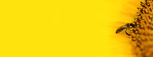 .Bee and flower. Close up of a large striped bee collecting pollen on a yellow sunflower on a Sunny bright day. Banner