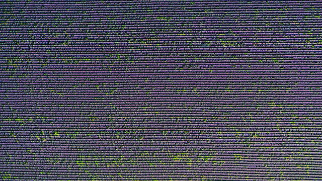 Lavender field photographed with a drone from a height of 500 meters