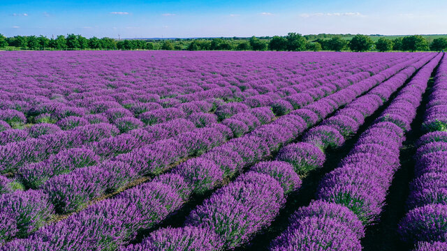 Lavender field photographed with the drone on one side