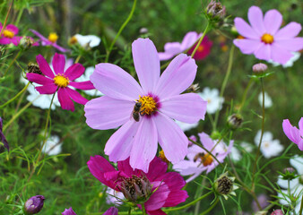 Decorative Cosmos flowers bloom in nature