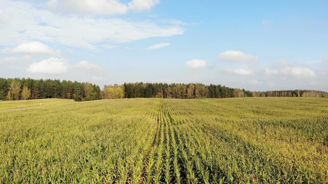 cornfield aerial, flying over autumn yellow corn field, country side, top view, shot from drone