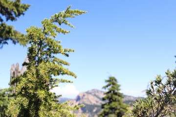 Pine Tree at Crater Lake
