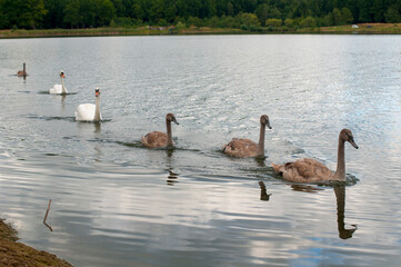 Fototapeta premium white swans group on the lake swim well under the bright sun