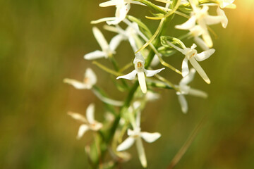 White flower on a green meadow, close-up.