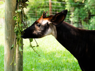 Naklejka premium Okapi eating a leaves and twigs. Close up side view