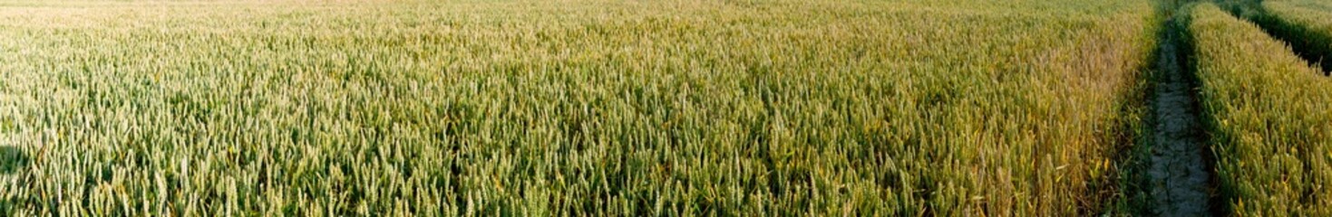 Panorama of wheat field. Sunny day and green trees on the background.