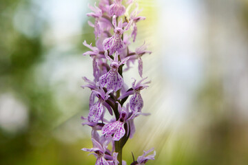 Purple flower on a background of natural vegetation, macro.