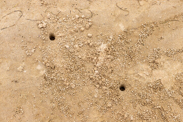 Crab hole closeup in the sand, Ria Formosa, Algarve, Portugal