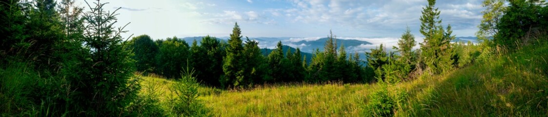 Panorama of wildflowers, daisies in the mountains