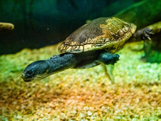 Fototapeta na wymiar Snake necked turtle swimming underwater.