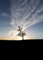 Sunset tree - Dublin, Ireland