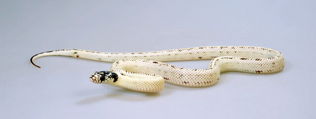 California Kingsnake // Kalifornische Kettennatter (California Kingsnake , Lampropeltis getula...