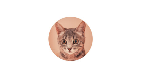 Funny grey cat looks through ripped circle hole in white paper background. Copy space.