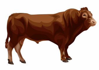 Dubois Limousin Breeder Cattle Illustration