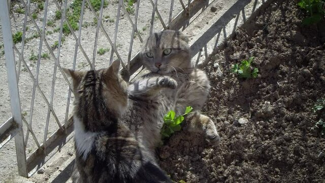 Couple of cats in the garden playing, doing love rituals before mating