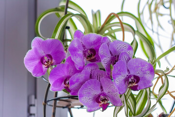 Purple orchid on the windowsill. Care of home plants.