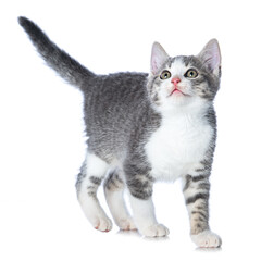 Fototapeta na wymiar Cute tabby kitten standing isolated on white and looking up