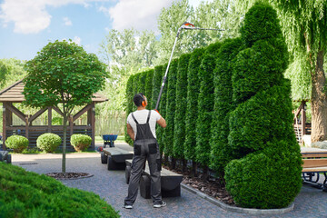 Professional male gardener in uniform cutting hedge with electric trimmer. Caucasian man in uniform and gloves shaping green thujas at garden. - Powered by Adobe
