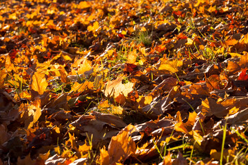orange and yellow maple foliage