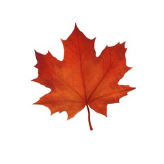 Fototapeta premium Autumn maple leaf of red color on a white background