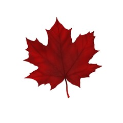 Autumn maple leaf in dark red on a white background