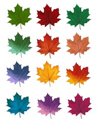 bright autumn maple leaves, twelve pieces on a white background, big collection