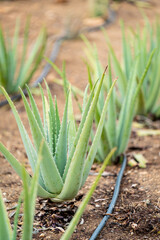 Aloe Field in the Aruba Aloe Factory