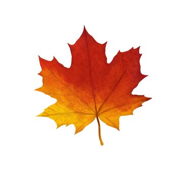 Autumn maple leaf of red-yellow color on a white background