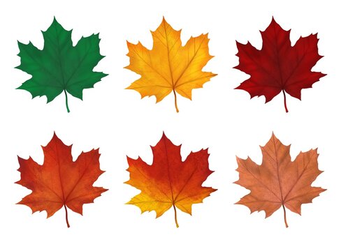 bright autumn maple leaves, six pieces on a white background, classic collection