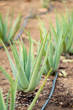 Aloe Field In The Aruba Aloe Factory