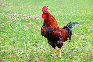 Crowing rooster on a green field with clover. Free-range cockerel in the grass