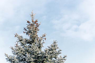 spruce branches covered with a thin layer of ice in the sun against the blue sky