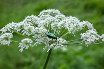 Large green golden bronze beetle on small white wildflowers close up.