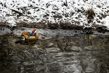 a mandarin duck in a lake