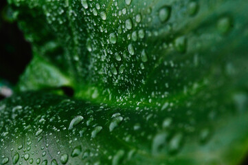Gotas de lluvia sobre una hoja de cartucho.