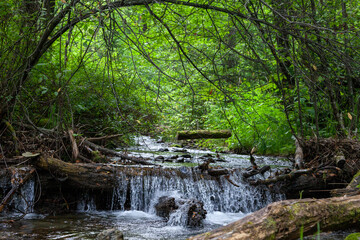 Obraz premium Forest stream with a waterfall in Siberia. A stream flowing through the forest.