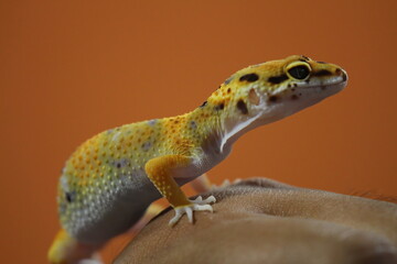 Beautiful Ornamental Gecko Gecko in Hand