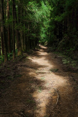 Fototapeta premium Hiking on Pico da Vara trail through subtropical forest on Sao Miguel island, Azores, Portugal on a misty morning