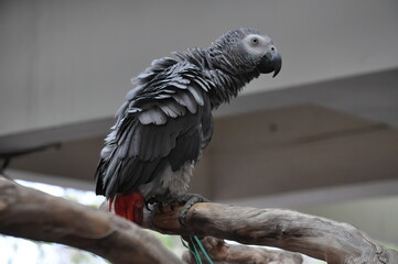 Cute African Gray Cockatoo