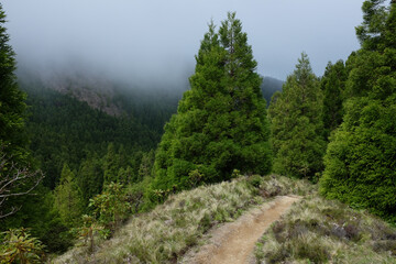Hiking on Pico da Vara trail through subtropical forest on Sao Miguel island, Azores, Portugal on a...