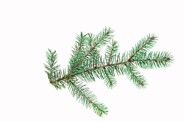 Obraz premium Spruce branch. Isolated on white background.