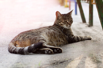 Street cat with narrowed eyes lies on the pavement.