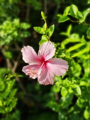 pink flower in the park