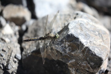 Libelle auf einem stein sitzend