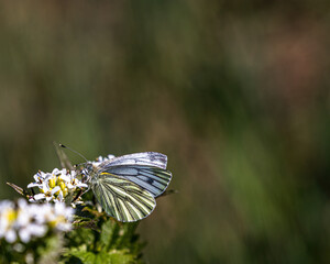 Green-veined white butterfly (Pieris napi)