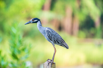 Yellow Crowned Night Heron On The Dock