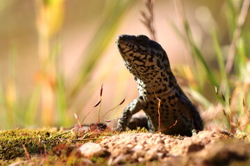 lézard dormant au solei