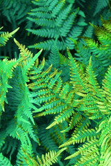 Living wall, close up view. Fern leaves texture. Beautiful natural background. Botanical backdrop, vertical view.