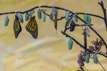 Monarch butterflies, Danaus plexippuson, and chrysalis various stages butterfly bush