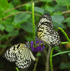 butterfly on flower